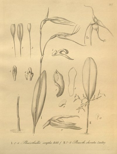 Illustration von Pleurothallis sirene von Heinrich Gustav Reichenbach